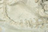 Fossil Oreodont (Merycoidodon) Skeleton - Nearly Complete! #232222-4